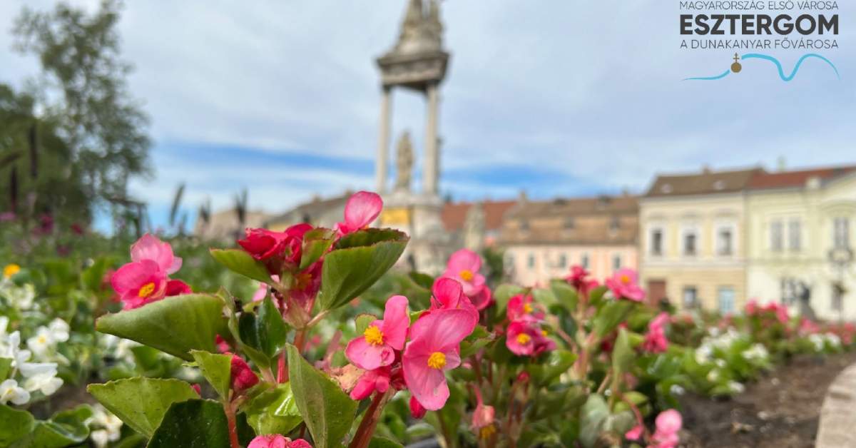 Zöldfelület gondozás